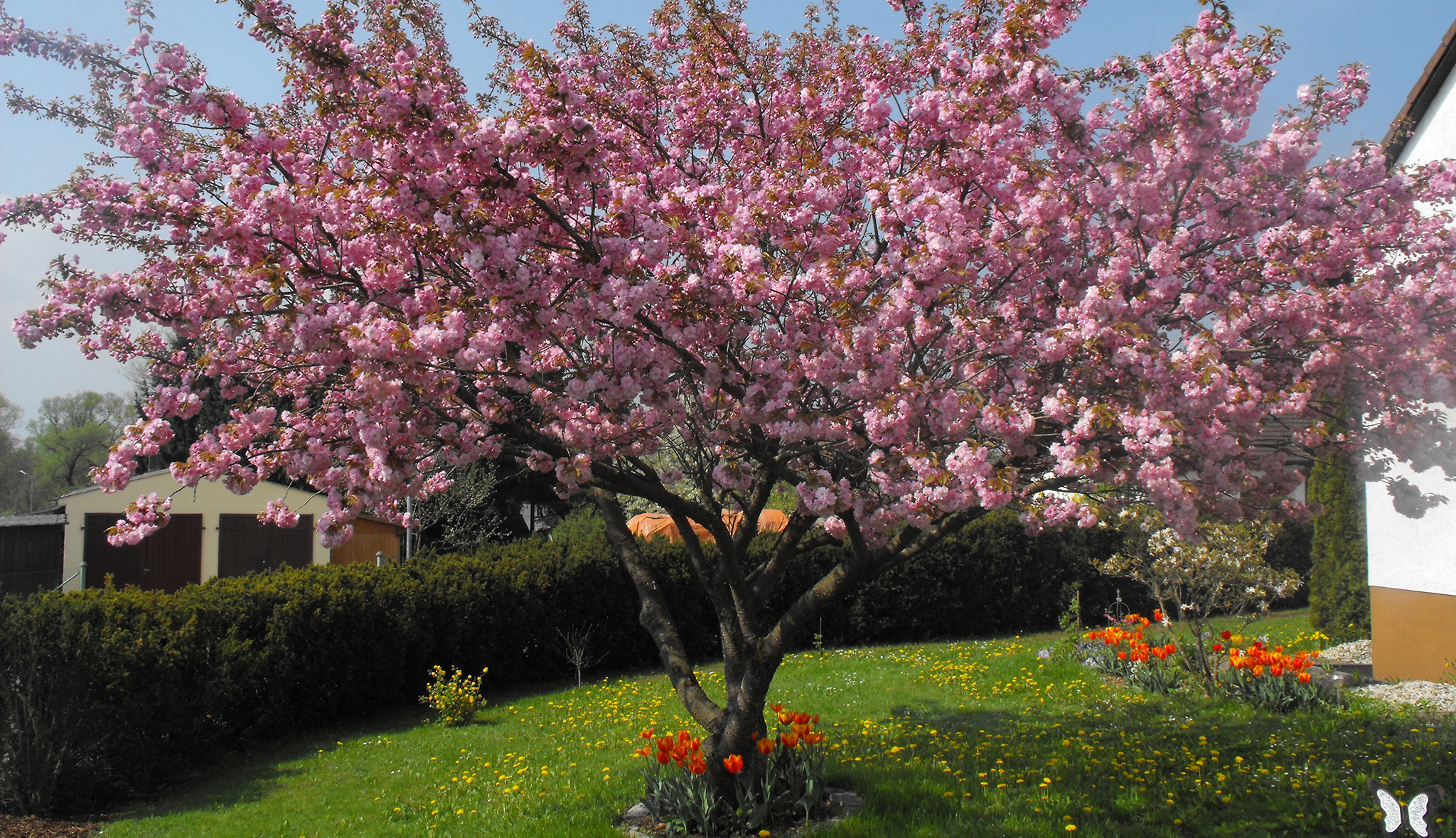 Blüte Bild Bluhen Baume Jedes Jahr